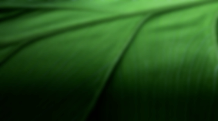 Sustainability leaf abstract background